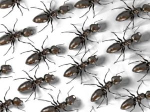 how to kill ants using borax