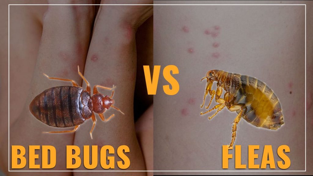Bed Bug Bite Vs Flea Bite Difference In Symptoms And Treatment