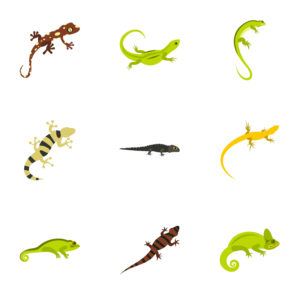 Best Home Remedies to Get Rid of Lizards and Commercial Repellents