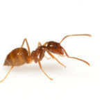 how to kill crazy ants