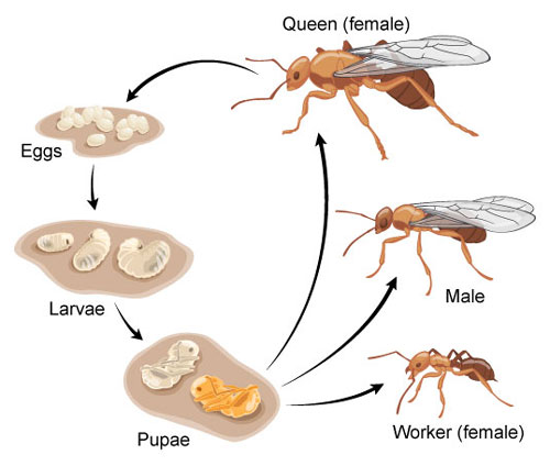 How Long Do Ants Live?