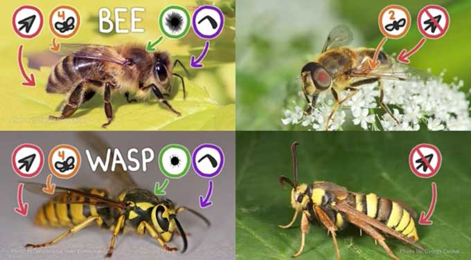 Bees Vs.Wasps Vs.Hornets Vs.Yellow Jackets | What Is the Difference?