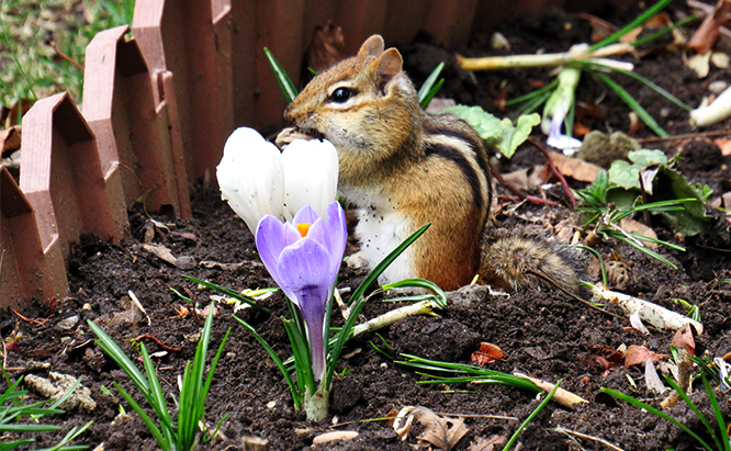 How to Get Rid of Chipmunks Naturally in Your Property