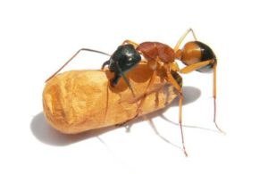 How to Get Rid of Sugar Ants Naturally