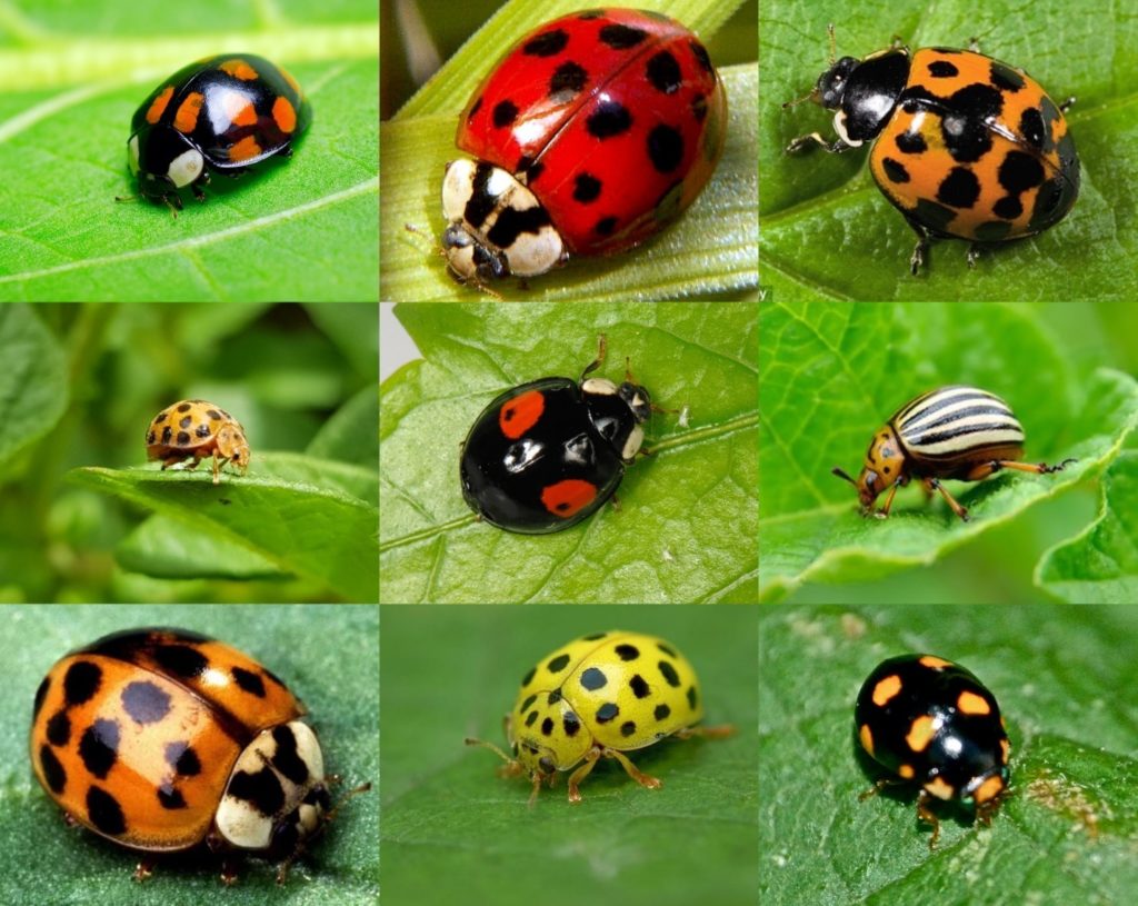 What Do Ladybugs Look Like?