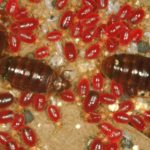 WHAT DO BED BUGS LOOK LIKE?