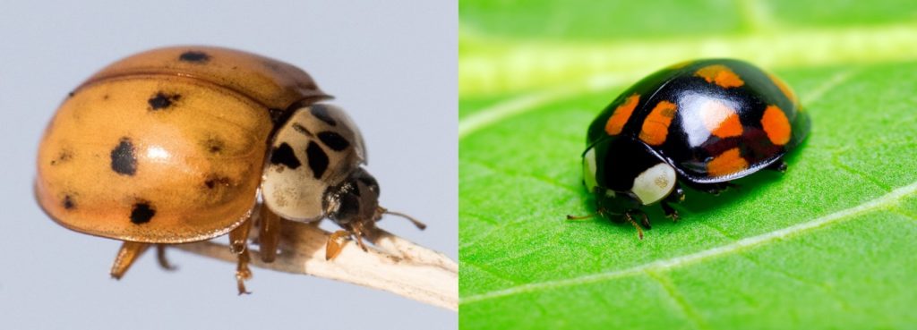 Ladybug vs Asian Beetles