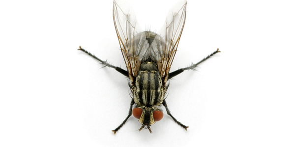 How to get rid of cluster flies naturally?