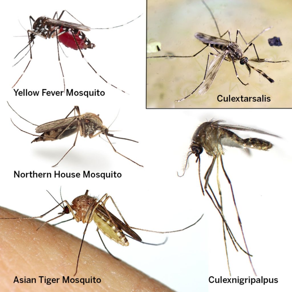 Mosquito Types