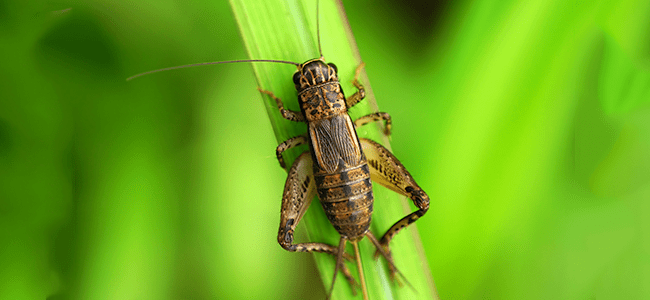 Why do Crickets Chirp?
