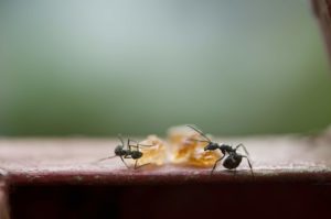 how-to-get-rid-of-sugar-ants