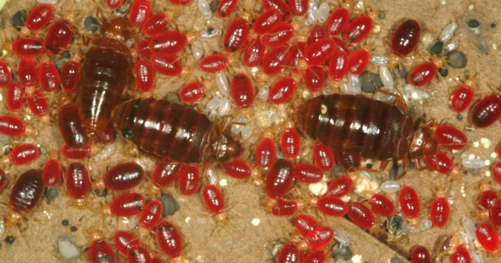WHAT DO BED BUGS LOOK LIKE?