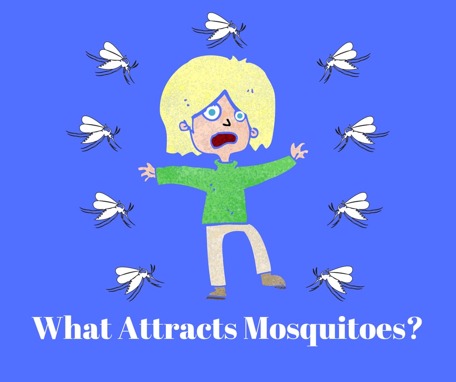 What Attracts Mosquitoes?