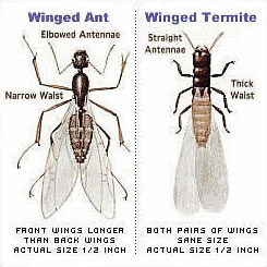 Differences Between Flying Termites and Flying Ants